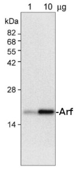 AtArf2 | ADP ribosylation factor 2 in the group Antibodies Plant/Algal / Membrane Transport System / Endomembrane system at Agrisera AB (Antibodies for research) (AS09 476)